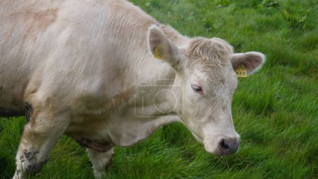 Portrait of a white cow on a green meadow in summer