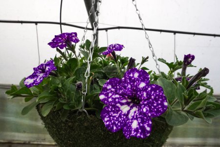 Large green baskets with purple flowers, photo in a greenhouse