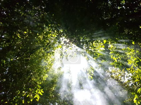 Foto de Rayo de sol a través del dosel del bosque y algo de humo - Imagen libre de derechos