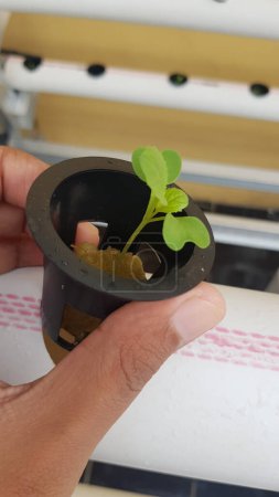 Sprout of plant on the net pot for hydroponic planting