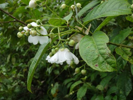 Nahaufnahme weißer Blüten und Knospen an einer grünen Blattpflanze in einer natürlichen Umgebung im Freien.