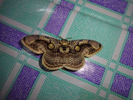 A large moth with intricate brown and yellow patterns on its wings, resting on a colorful checkered surface.