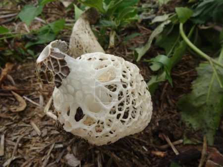 Téléchargez les photos : Gros plan d'un champignon à filet blanc poussant dans une forêt avec des feuilles vertes en arrière-plan. - en image libre de droit