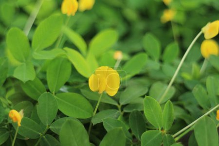 Close-up of yellow flowers and green leaves in a garden.