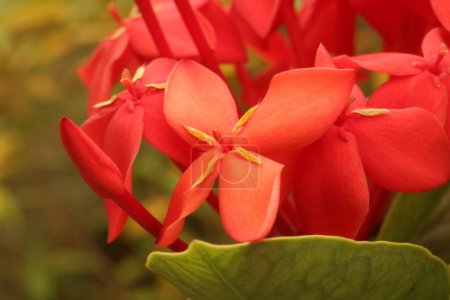 Close-up of vibrant red ixora flowers with green leaves in the background.