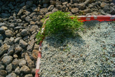 Plantes vertes poussant sur une barrière rouge et blanche entourée de gravier et de roches, représentant la résilience et la nature récupérant l'espace.