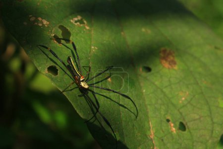Eine langbeinige Spinne auf einem sonnenbeschienenen Blatt mit natürlichen Löchern und Schatten.