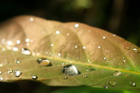 Téléchargez les photos : Gros plan de gouttelettes d'eau sur une feuille verte brillante, éclairée par la lumière du soleil, soulignant la texture et la beauté naturelle. - en image libre de droit