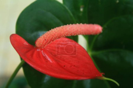 Gros plan d'une fleur d'anthurium rouge avec un spadix proéminent sur fond de feuilles vertes.