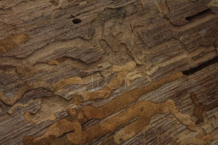 Primer plano de la madera dañada por termitas, mostrando patrones y texturas intrincados.