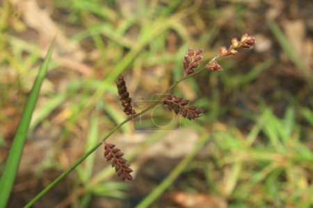 Close-up of a wild grass plant with small brown seed heads in a natural setting.