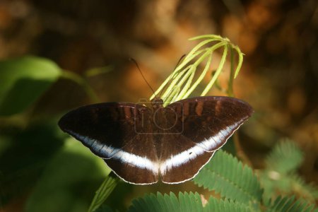 Un papillon brun avec des rayures blanches et bleues reposant sur une feuille verte, avec un fond orange flou.