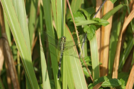 A green dragonfly perched on a blade of grass in a lush green environment.