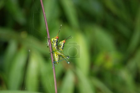 Close-up of a colorful grasshopper clinging to a thin plant stem, with a blurred green background.