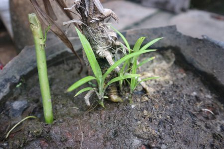 Junge grüne Pflanzen sprießen aus der Erde in einem Gartentopf und zeigen frühe Stadien des Wachstums.