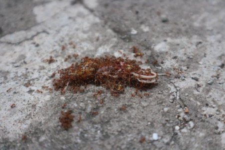 A swarm of ants feasting on a piece of food on a concrete surface.