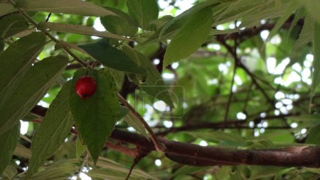 Eine einzelne rote Beere hängt an einem Zweig inmitten grüner Blätter, mit einem weichen Hintergrund aus Laub.