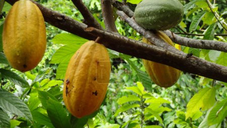 Ripe and unripe cocoa pods hanging on a tree branch in a lush green forest.