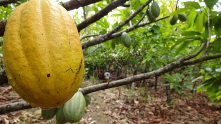 Reife gelbe Kakaofrüchte hängen an einem Baum mit unreifen grünen Früchten im Hintergrund, in einer üppigen Kakaoplantage.