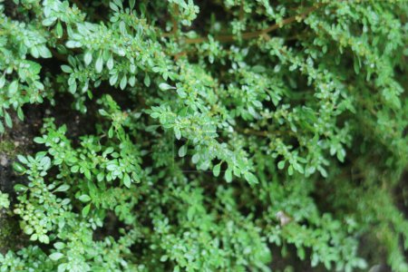 Téléchargez les photos : Gros plan de mousse verte vibrante et de petites plantes poussant sur une surface rocheuse humide et ombragée, mettant en valeur les textures de la nature. - en image libre de droit
