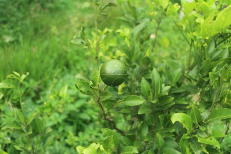 Téléchargez les photos : Un seul tilleul vert suspendu à un arbre luxuriant dans un cadre de jardin. - en image libre de droit