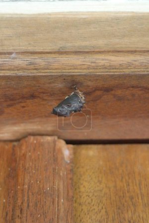 A small moth resting on a wooden door frame, blending in with the brown texture of the wood.