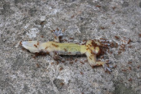 Fourmis et mouches se nourrissant d'un petit poisson mort sur une surface en béton.