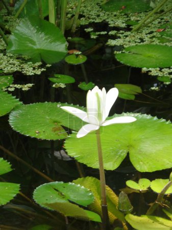 A Solitary Water Lily in the Pond
