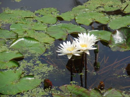 White Water Lilies in the Pond