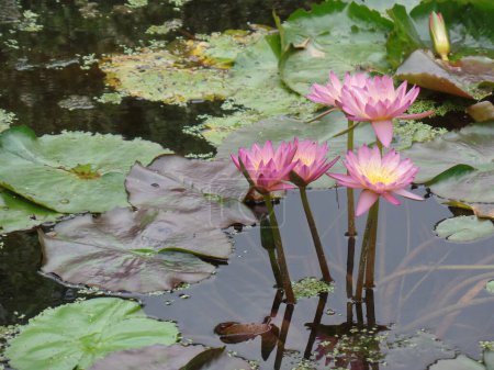 Pink Water Lilies in the Pond