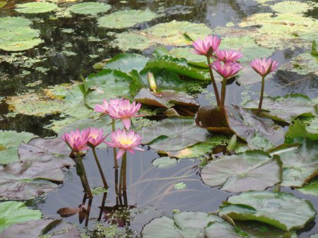 A Group of Pink Water Lilies