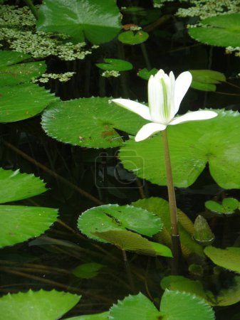 An Individual White Water Lily