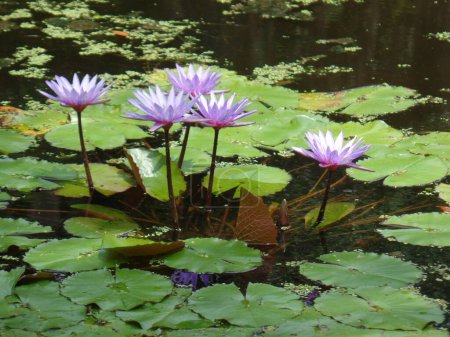 Purple Water Lilies in McKee Gardens