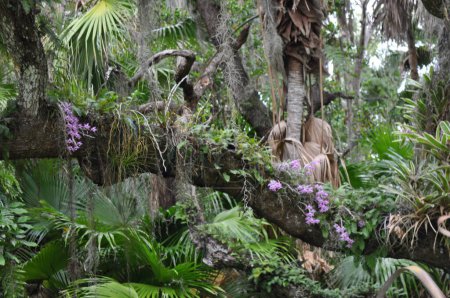 Orchids on an Oak Tree