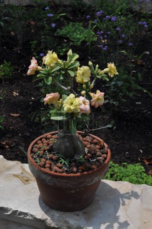 Desert Rose in a Pot