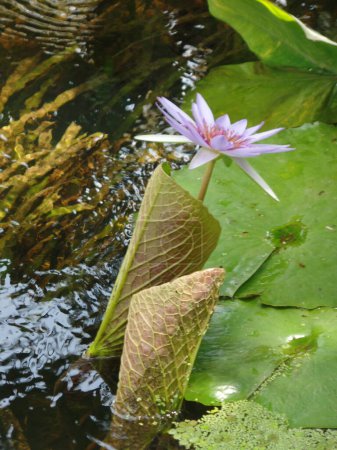 A Water Lily at McKee Gardens