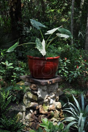 Caladiums in McKee Gardens Pot