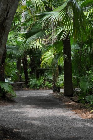 A Path Through the Palms