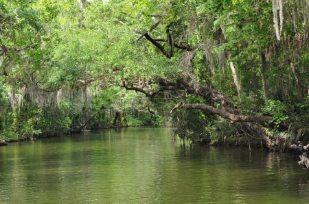 Tree Canopy on the Dora Canal