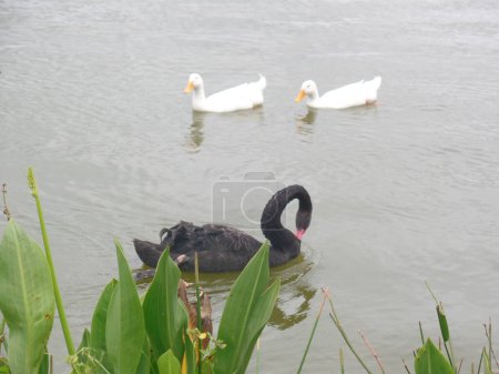 A black swan and two white ducks swimming and looking for food in Lake Morton in Lakeland Florida on a sunny summe morning.