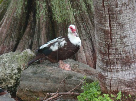 A young Muscovy duck on by the cypress trees next to the lake at Lake Morton in Lakeland Florida on a sunny summer morning.