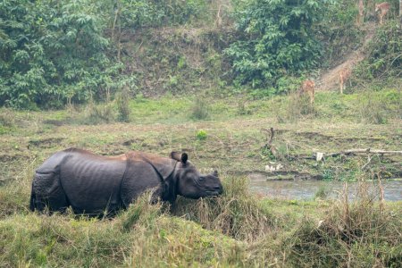 Photo for A one horned rhino on the bank of a river in the Chitwan National Park in Nepal. - Royalty Free Image