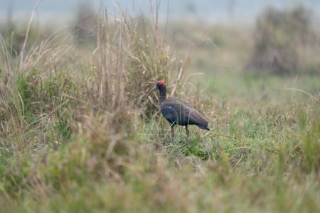 Photo for A Red Naped Ibis walking in the tall grasses of the Chitwan National Park in Nepal. - Royalty Free Image