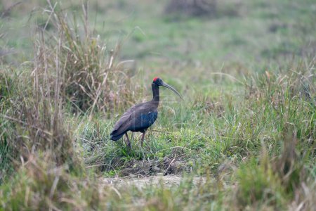 Photo for A Red Naped Ibis walking in the tall grasses of the Chitwan National Park in Nepal. - Royalty Free Image