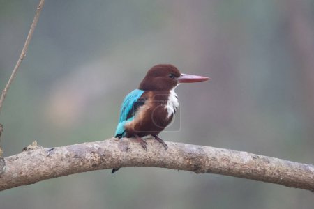 Photo for A White Throated Kingfisher perched on a branch above a river. - Royalty Free Image