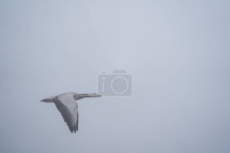 Foto de Un ganso con cabeza de bar en vuelo en la niebla de la mañana. - Imagen libre de derechos
