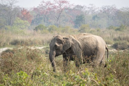 Téléchargez les photos : Un éléphant dans les prairies du parc national de Chitwan profitant d'un bain de poussière. - en image libre de droit