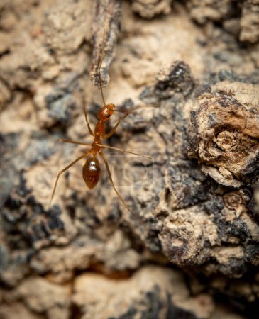 Una macro toma de una hormiga loca amarilla en la corteza de un árbol.