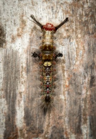 Photo for A Rusty Tussock Moth Caterpillar crawling on a tree. - Royalty Free Image