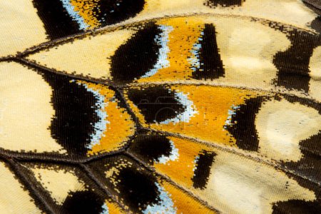 Un fondo de foto macro de las escamas de una mariposa cola de golondrina de cal.